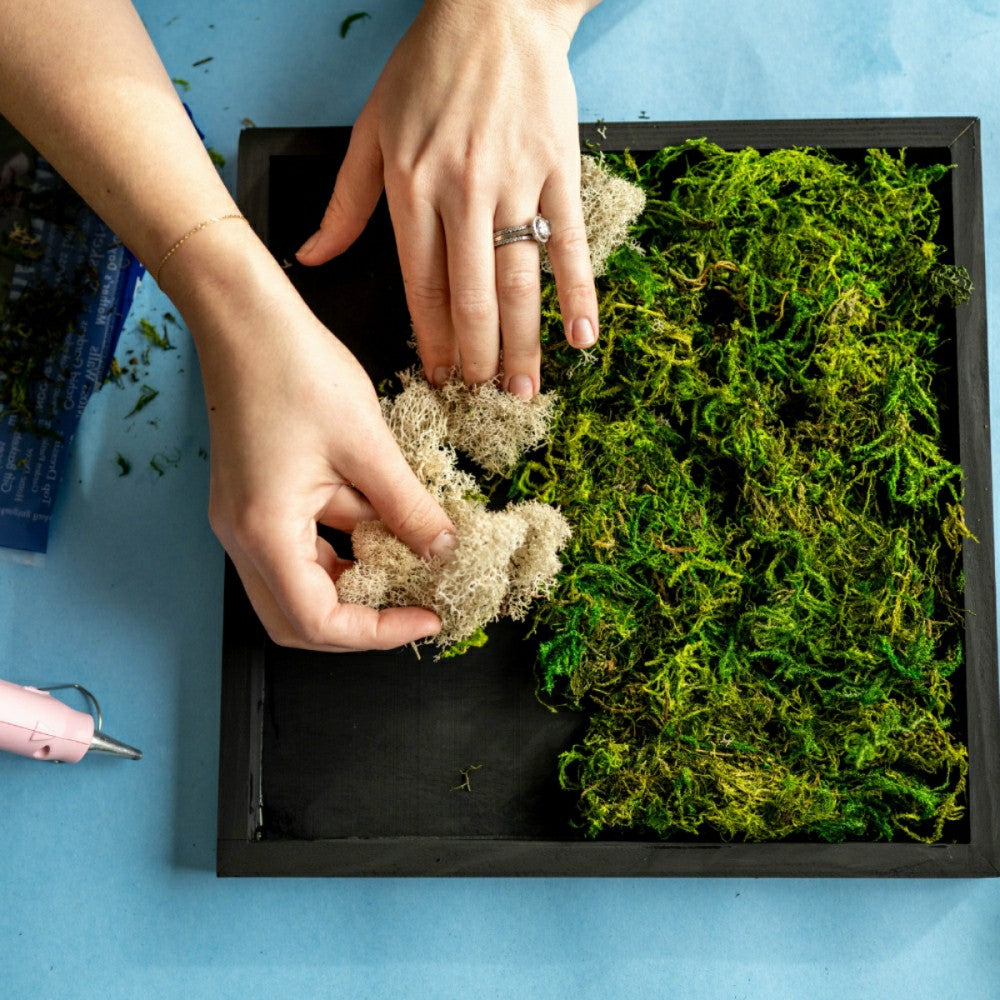 Moss Wall Kit | Plow & Hearth