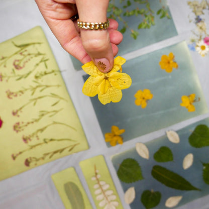 Cyanotype Kit | Plow & Hearth