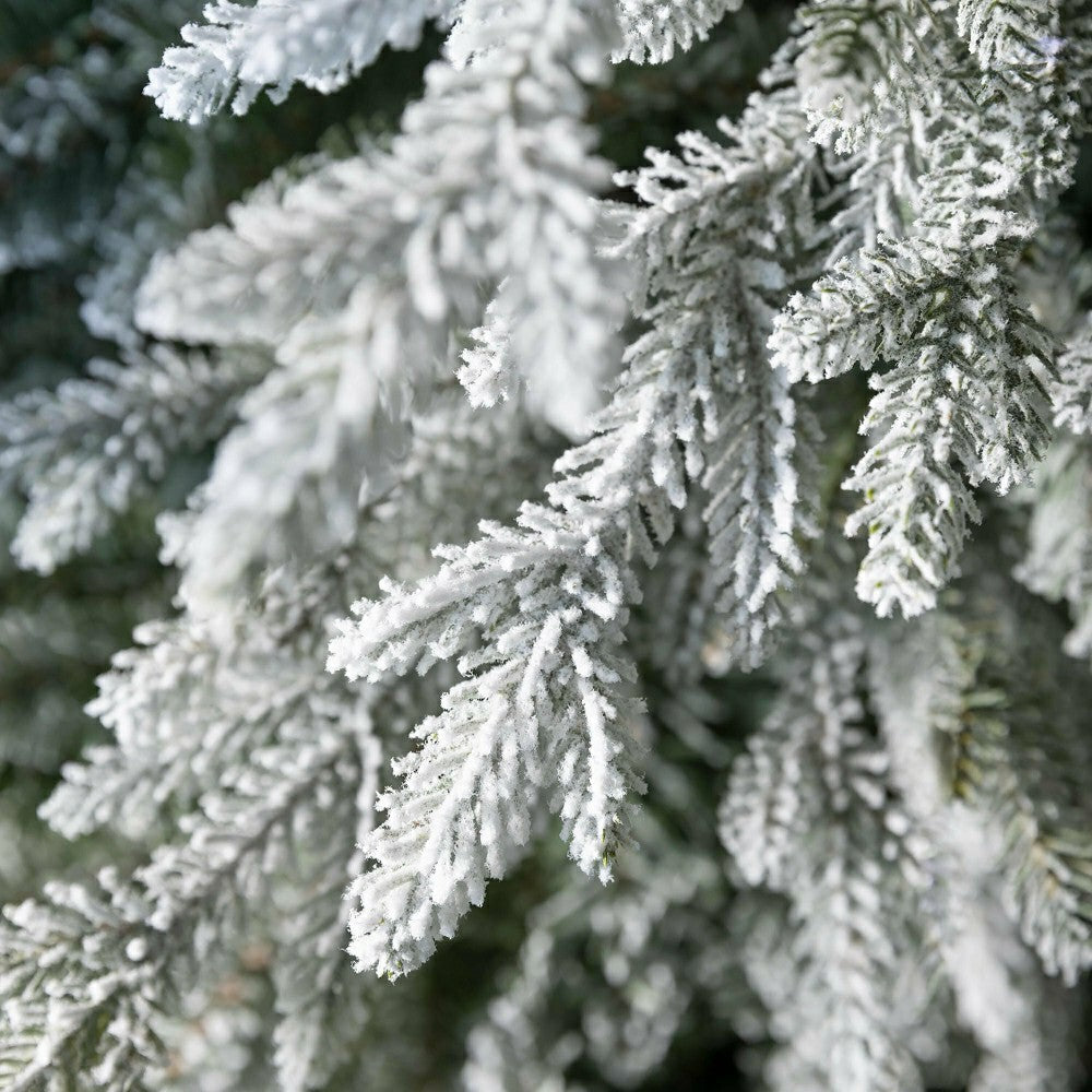 Flocked Roanoke Spruce Christmas Tree | Plow & Hearth