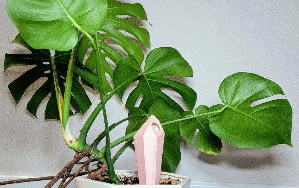 Tall Crystal Plant Watering Spike | Plow & Hearth