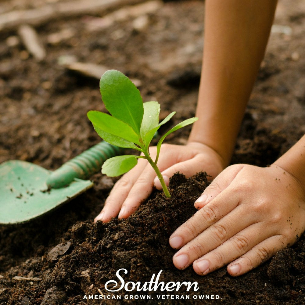Kids Garden Seed Collection – 10 Varieties | Plow & Hearth