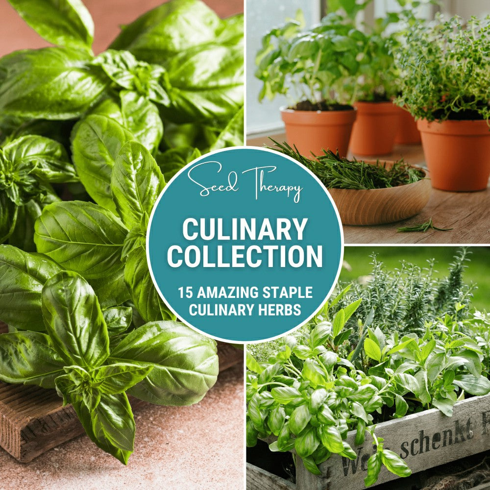 Culinary Herb Seed Collection – 15 Varieties | Plow & Hearth