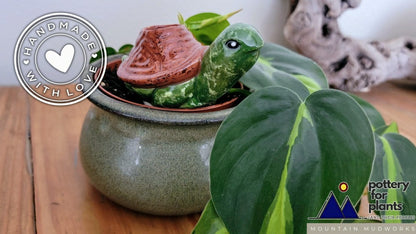 Turtle Plant Watering Spike | Plow & Hearth