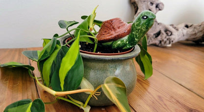 Turtle Plant Watering Spike | Plow & Hearth