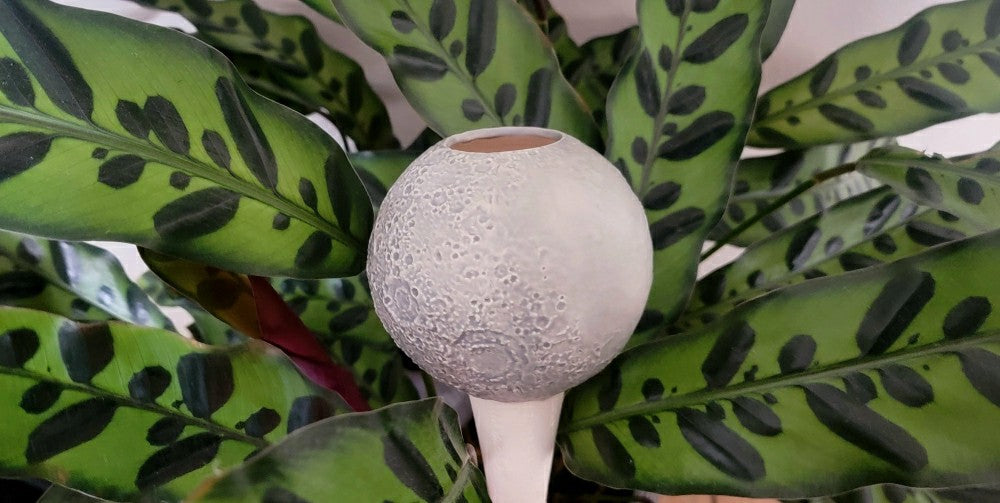 Moon Plant Watering Spike | Plow & Hearth