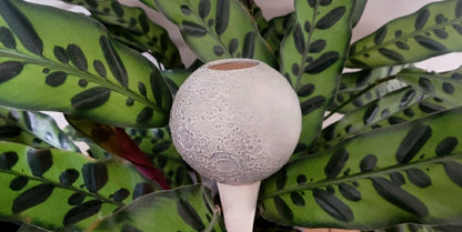 Moon Plant Watering Spike | Plow & Hearth