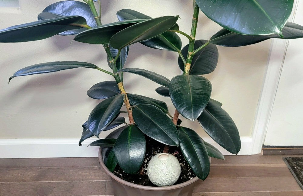 Moon Plant Watering Spike | Plow & Hearth