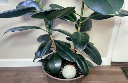 Moon Plant Watering Spike | Plow & Hearth