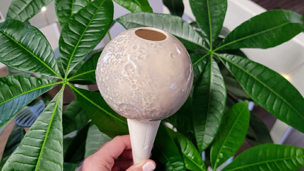 Moon Plant Watering Spike | Plow & Hearth