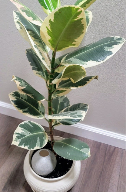 Moon Plant Watering Spike | Plow & Hearth