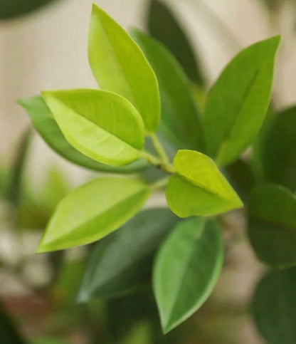 Artificial Bay Leaf Stems - Bundle of 4 | Plow & Hearth