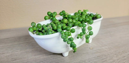 Medium Ceramic Bathtub Planter | Plow & Hearth