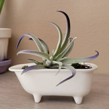 Small Bathtub Planter | Plow & Hearth
