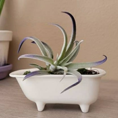 Small Bathtub Planter | Plow & Hearth