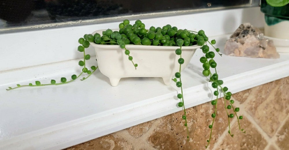 Small Bathtub Planter | Plow & Hearth