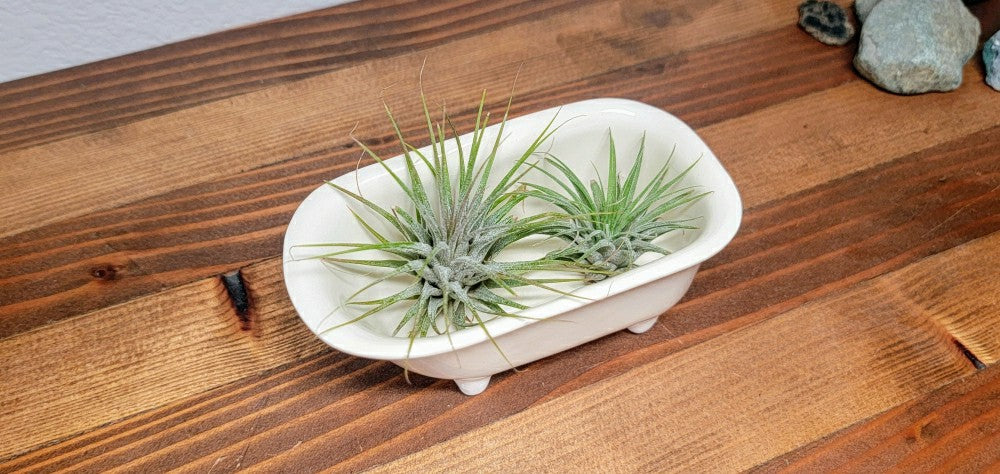 Small Bathtub Planter | Plow & Hearth
