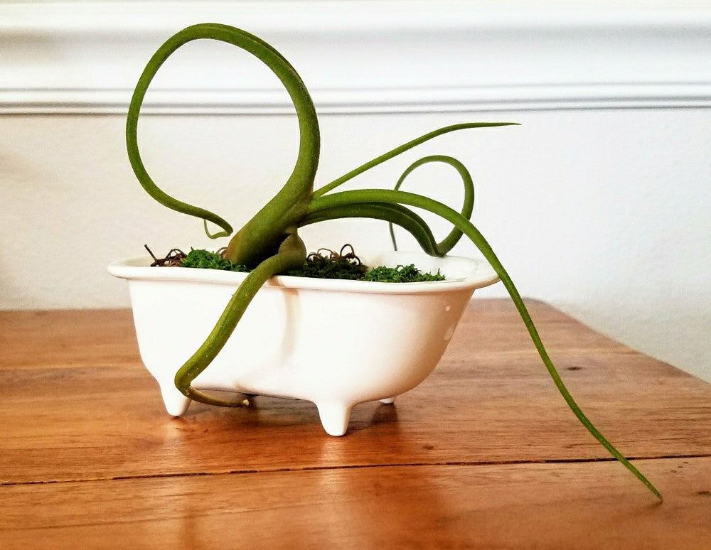 Small Bathtub Planter | Plow & Hearth