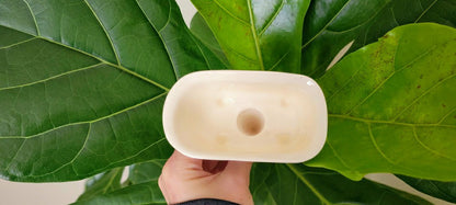 Bathtub Watering Spike | Plow & Hearth