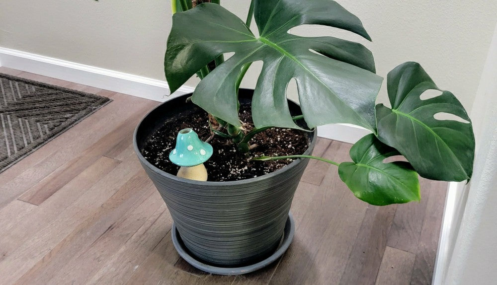 X-Large Toadstool Watering Spike | Plow & Hearth