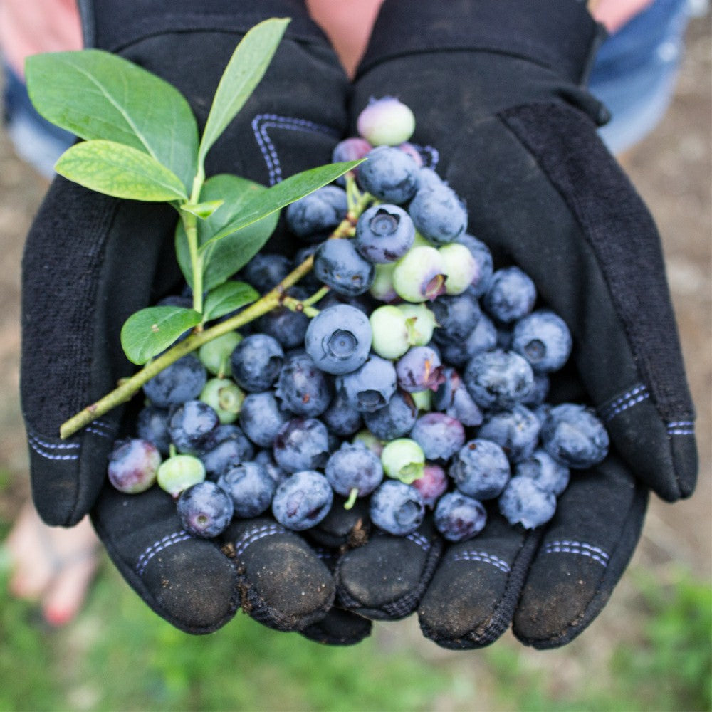 Digger Gardening Gloves | Plow & Hearth