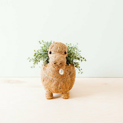 Brontosaurus Planter - Coco Coir Pots | Plow & Hearth