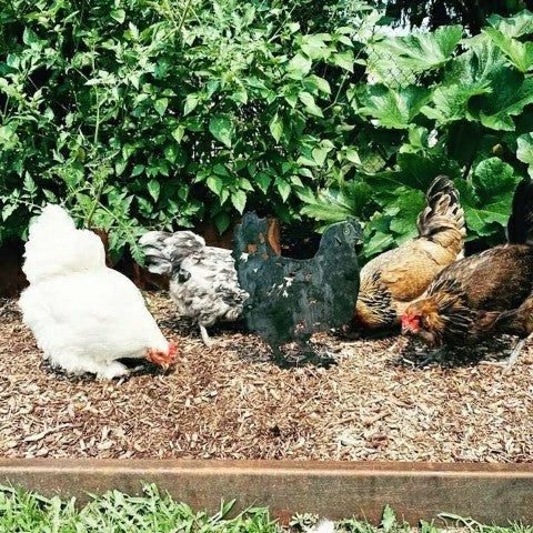 Chicken Garden Stake | Plow & Hearth