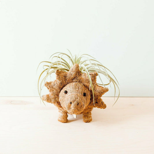 Triceratops Planter - Coco Coir Pots | Plow & Hearth