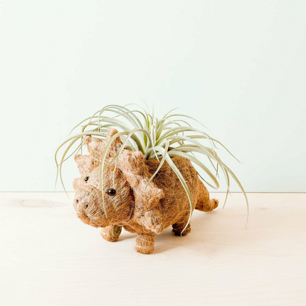 Triceratops Planter - Coco Coir Pots | Plow & Hearth