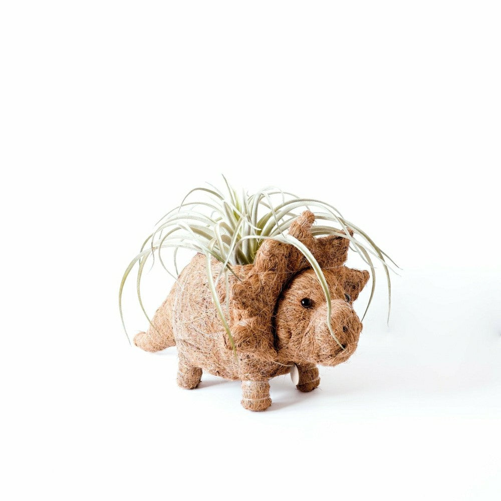 Triceratops Planter - Coco Coir Pots | Plow & Hearth