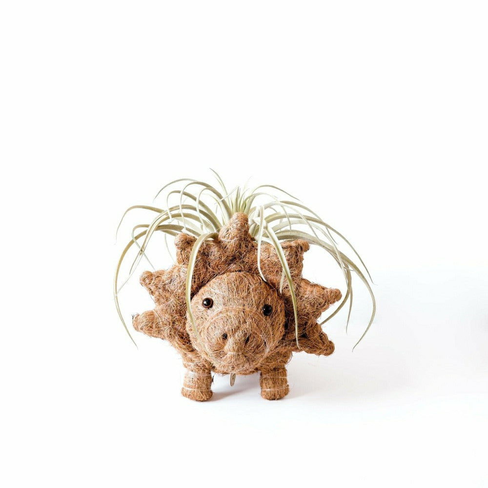 Triceratops Planter - Coco Coir Pots | Plow & Hearth