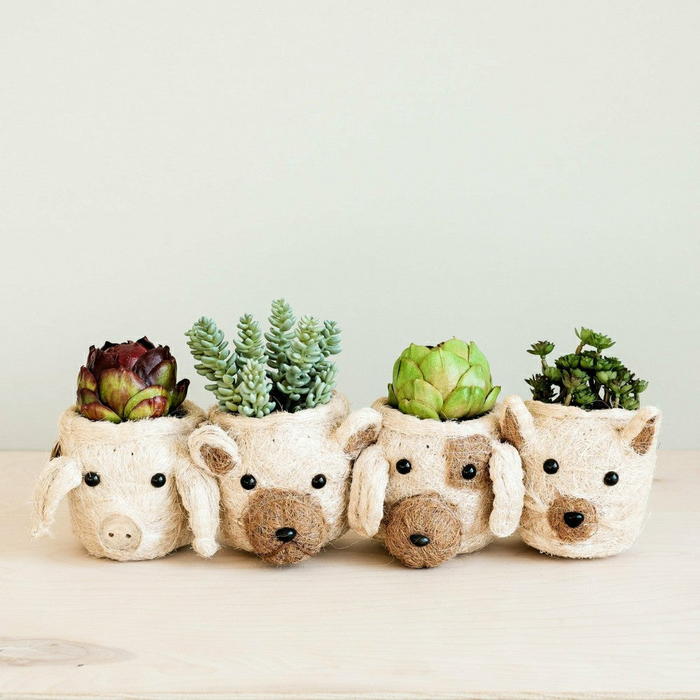 Pig Plant Pot - Animal Head Plant Pot | Plow & Hearth